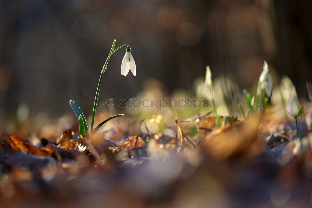 Image, Stock Photo Snowdrops in the rain