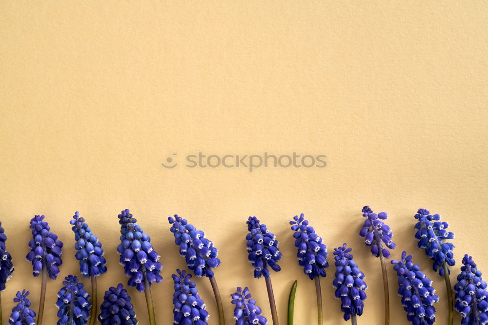 Similar – Image, Stock Photo Yellow background with blue flowers, mouse hyacinth