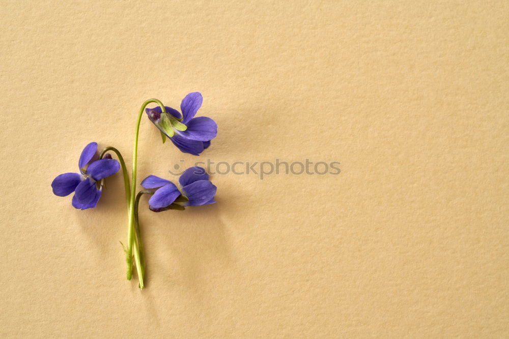 Similar – Vinca minor Evergreen