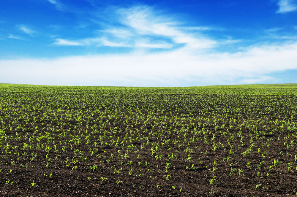 Similar – Image, Stock Photo cactus windmills in isle of