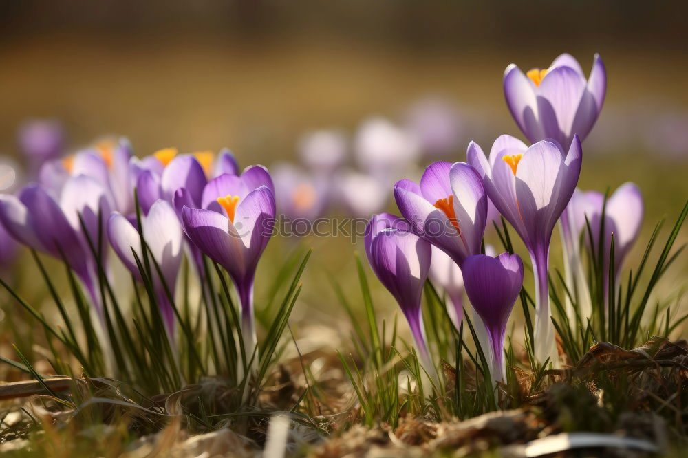 Similar – Longing for the sun crocus