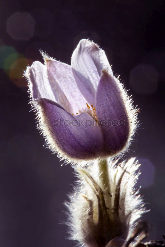 Similar – Image, Stock Photo Lovely, flowering crocus