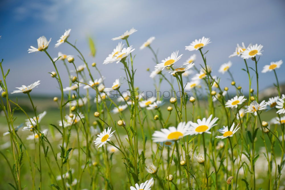 Similar – More flowers. Nature Plant