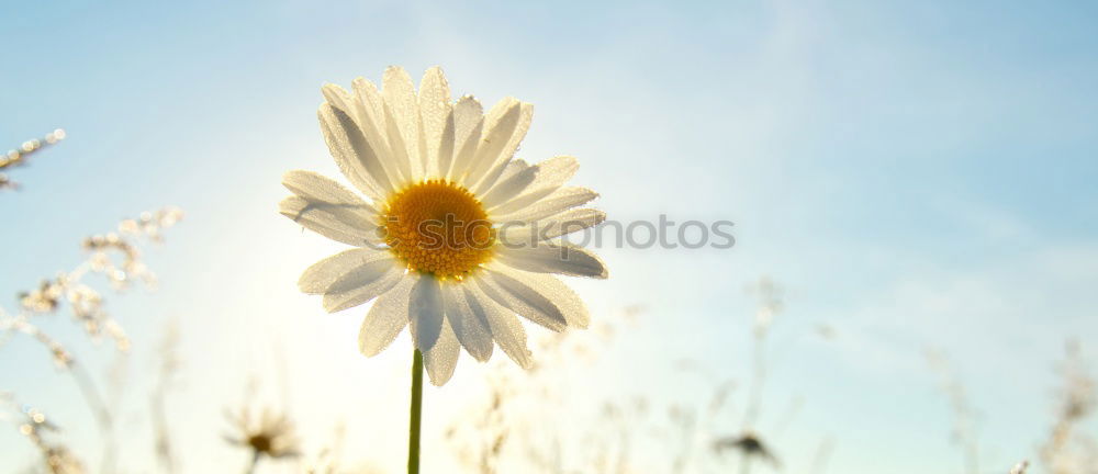 Similar – blooming margarites in sunlight in front of a blue sky