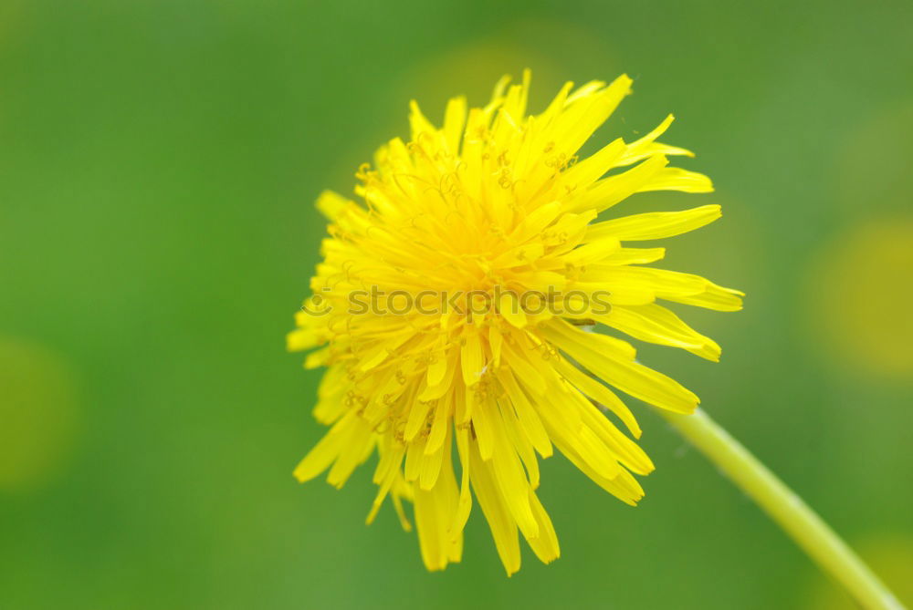 Similar – Image, Stock Photo snip Abstract Yellow Green