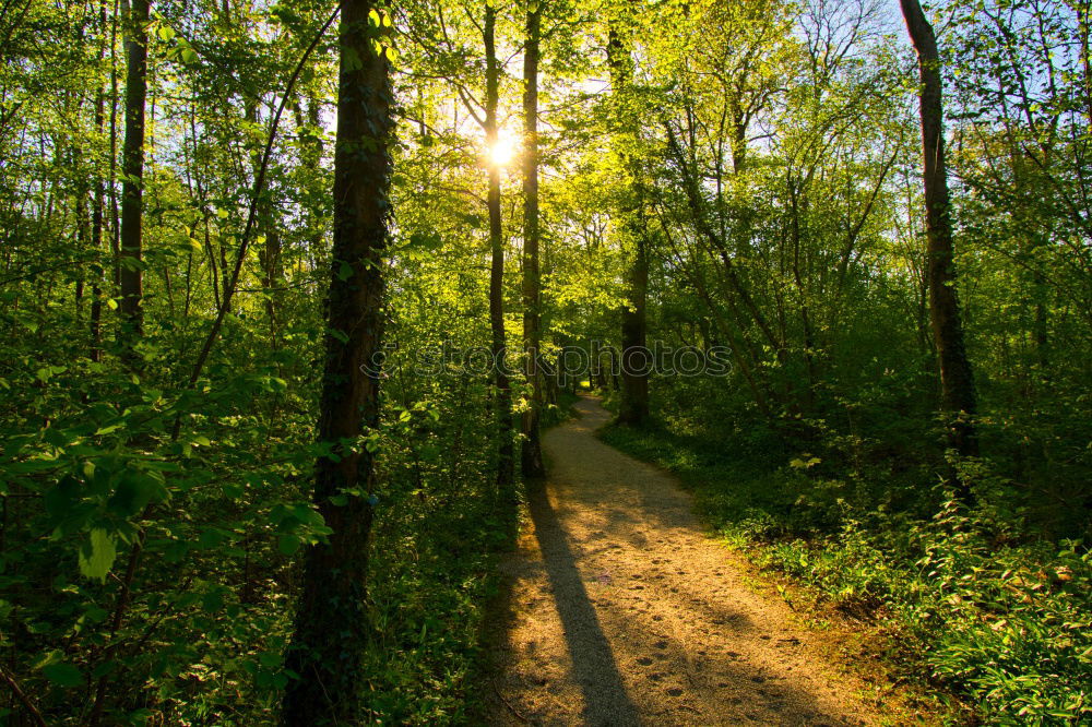 Similar – Image, Stock Photo Adult woman is walking in the forest