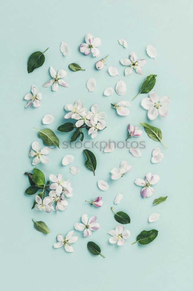 Similar – Image, Stock Photo Spring background with beautiful spring blossoms