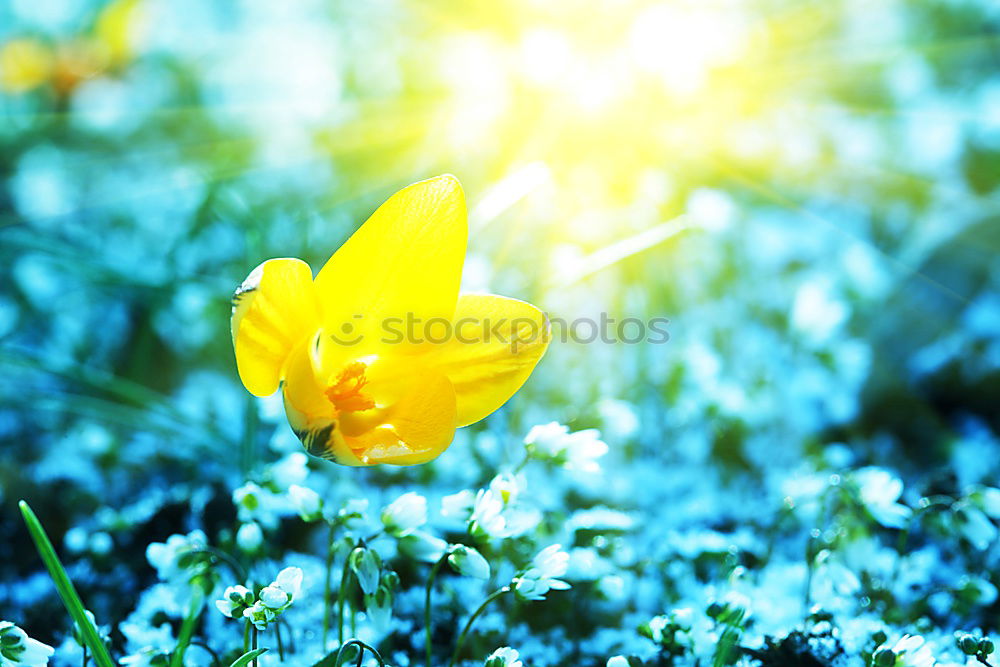 Similar – Foto Bild Tanz der gelben Blumen und Bokeh