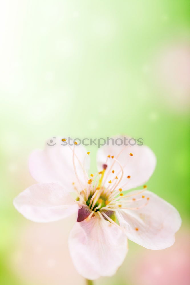 Similar – Image, Stock Photo White flowers on a blossom cherry tree with soft background