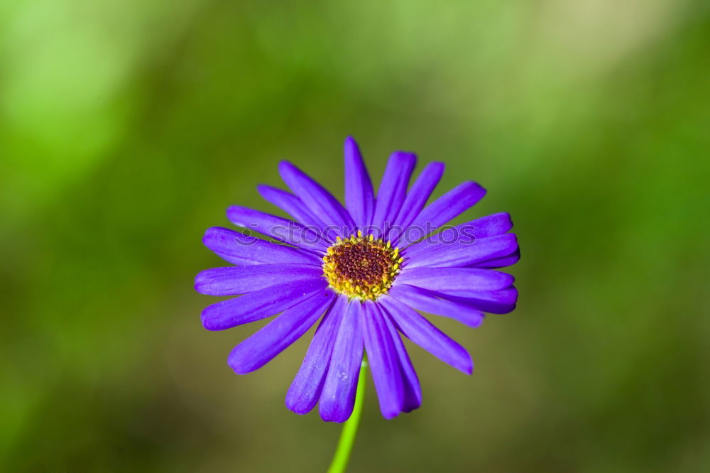 Similar – cornflower Plant Blossom