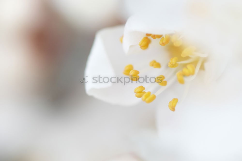 Similar – Image, Stock Photo rose florets Beautiful