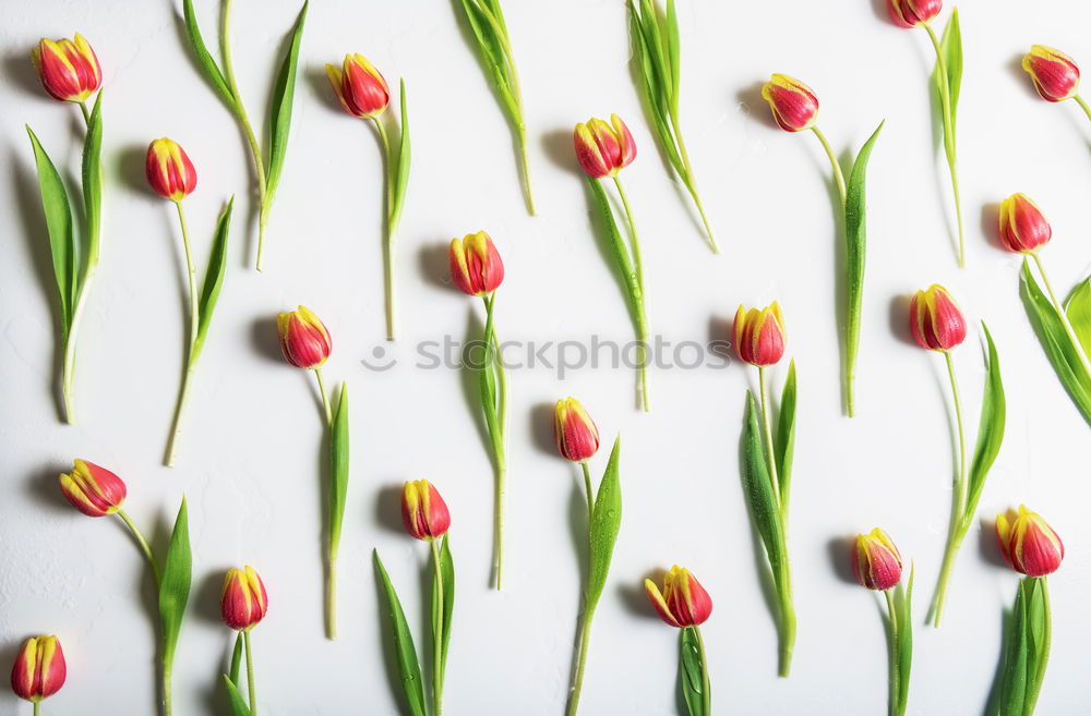 Similar – Image, Stock Photo grape hyacinths Muscari
