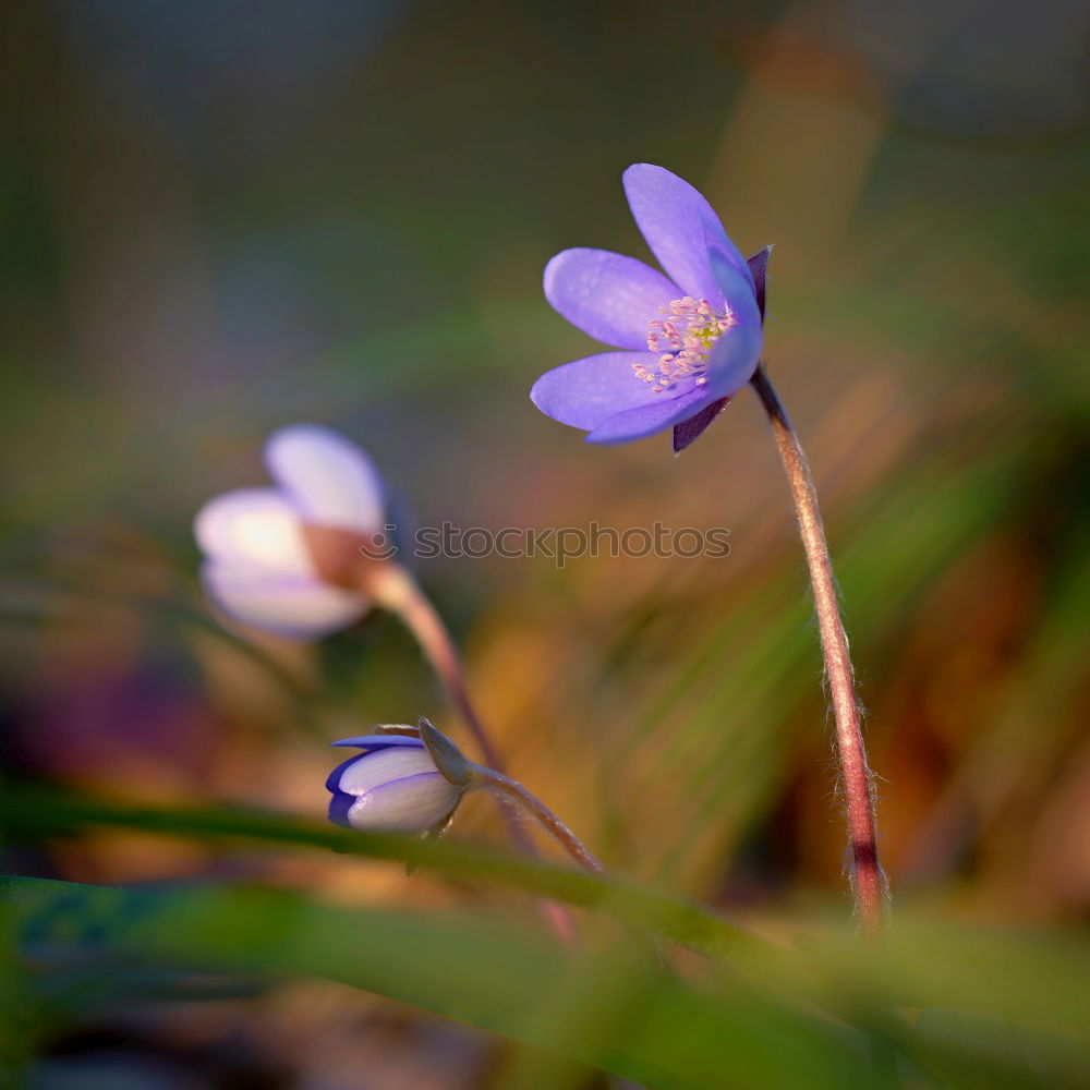 Similar – linen blossoms Nature