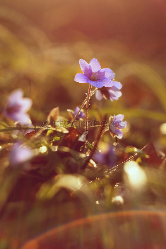 Similar – Image, Stock Photo flower in the morning…