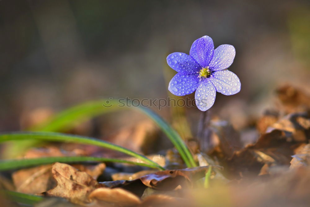 Similar – Kreislauf des Lebens Natur