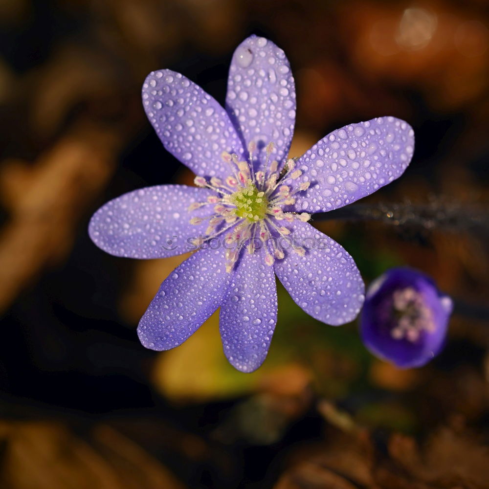 Similar – FORGET-ME-NOT Colour photo