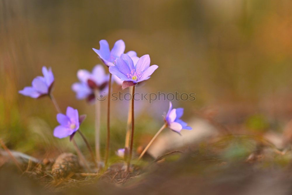 Similar – Image, Stock Photo delicate crocuses bloom in march
