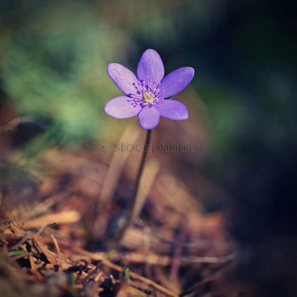 Similar – Foto Bild weiße Blütenpflanze Blume