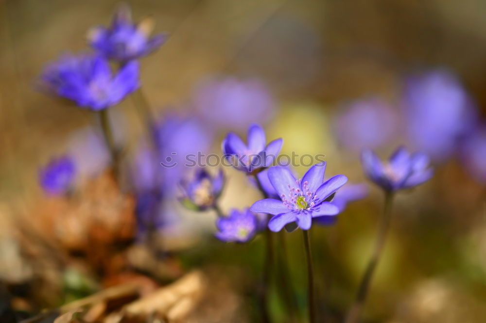 Similar – Kreislauf des Lebens Natur