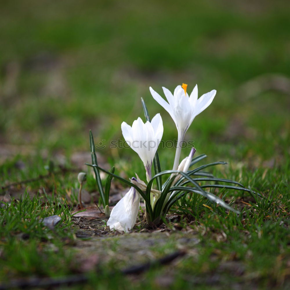 Similar – Foto Bild Schneeglöckchen Umwelt