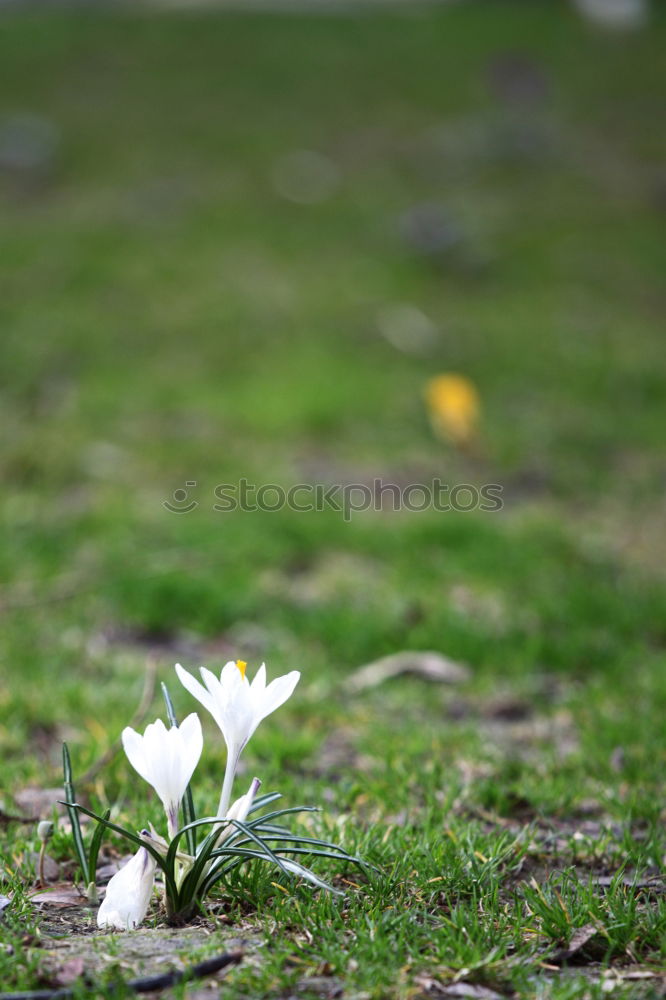 Similar – Foto Bild Blume_auf_Prager_Hauswand