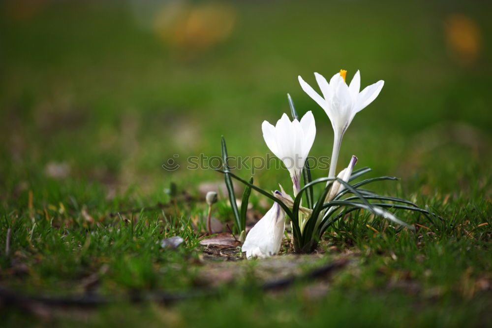 Similar – flowering snowdrops