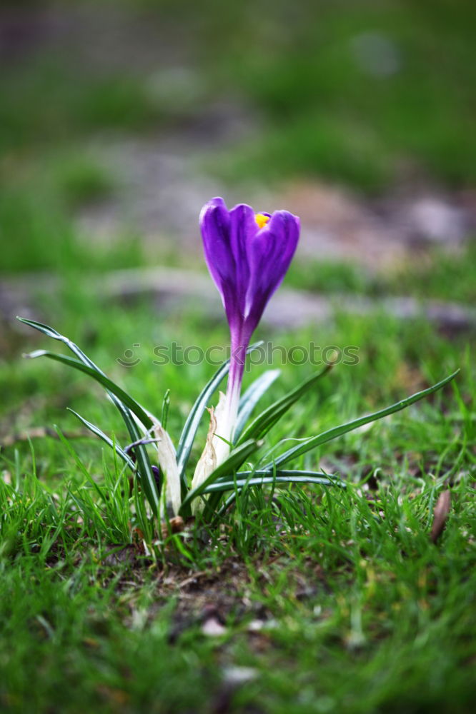 Image, Stock Photo spring Environment Nature