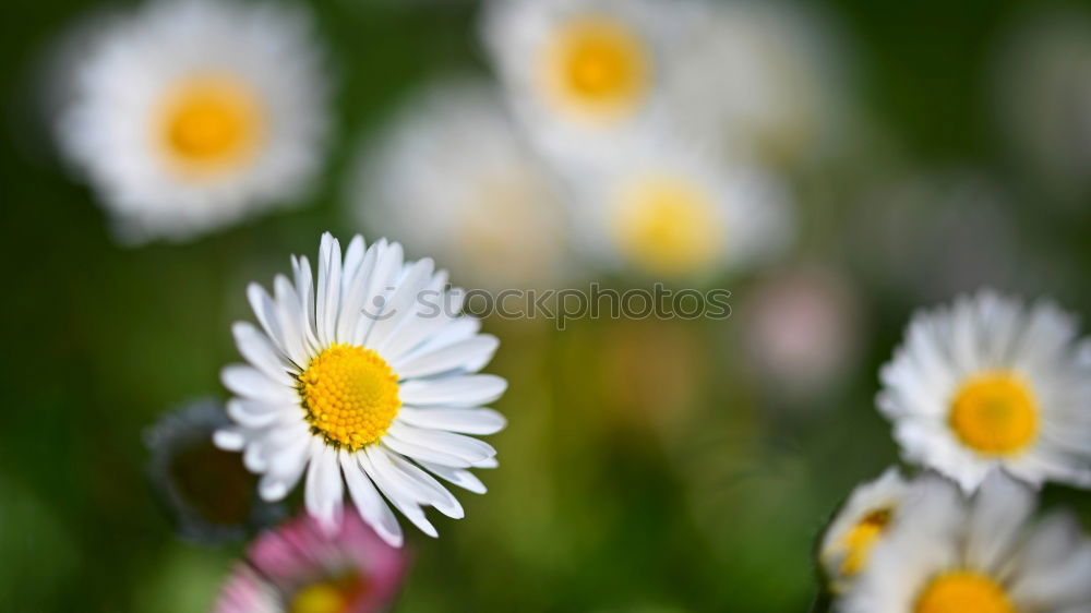 Similar – Daisy very big Flower