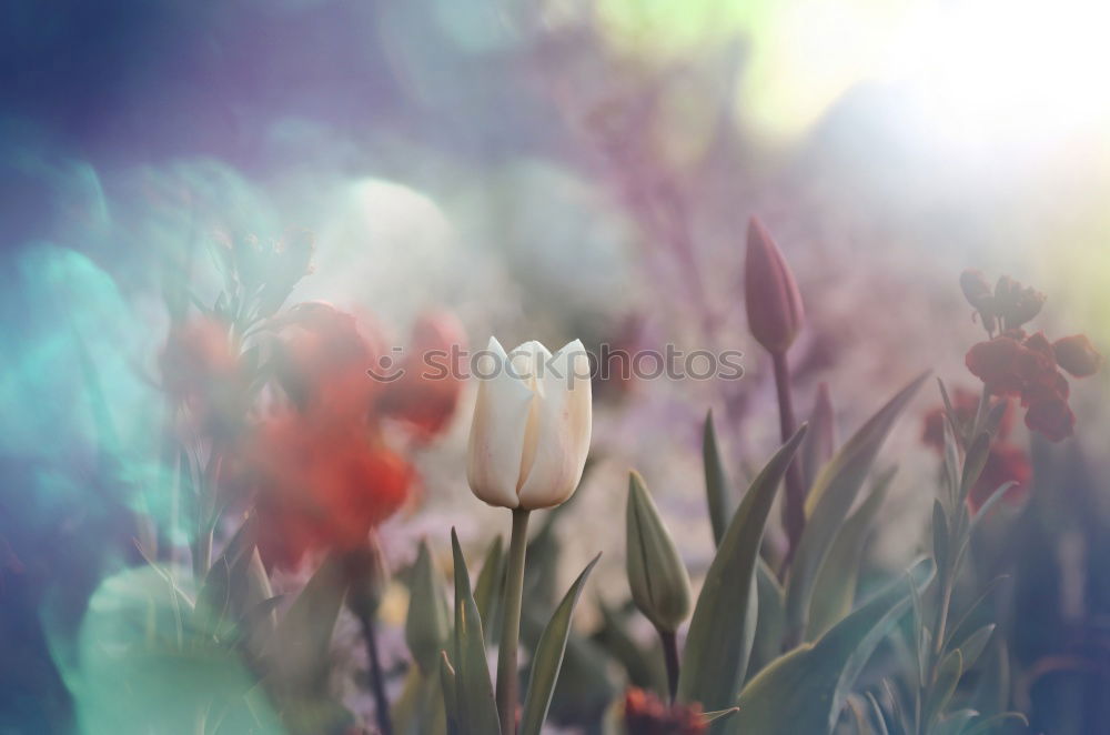 Similar – Image, Stock Photo Tulips flowers picturesque