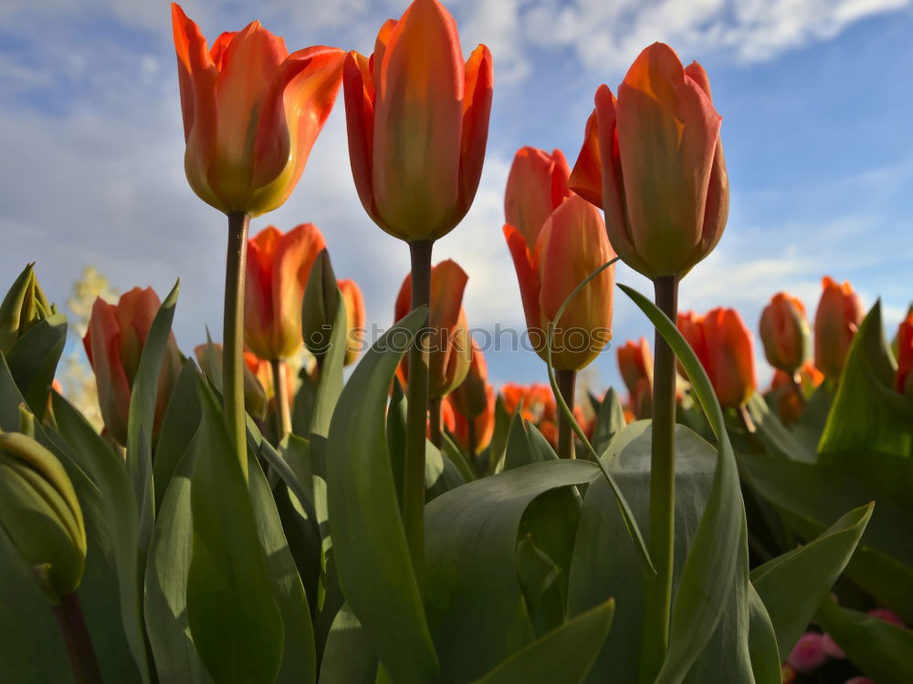 Similar – Foto Bild Tulpenpower 2010 Lifestyle