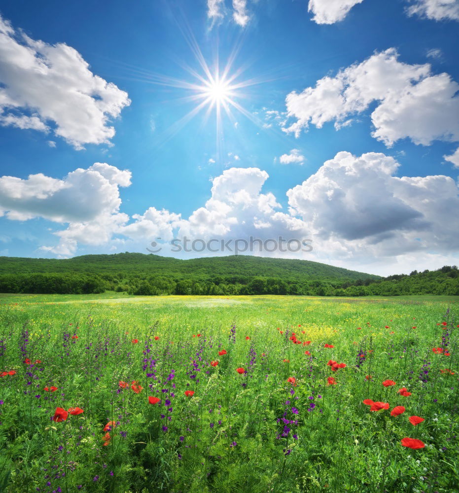 Similar – flower meadow Summer Sun