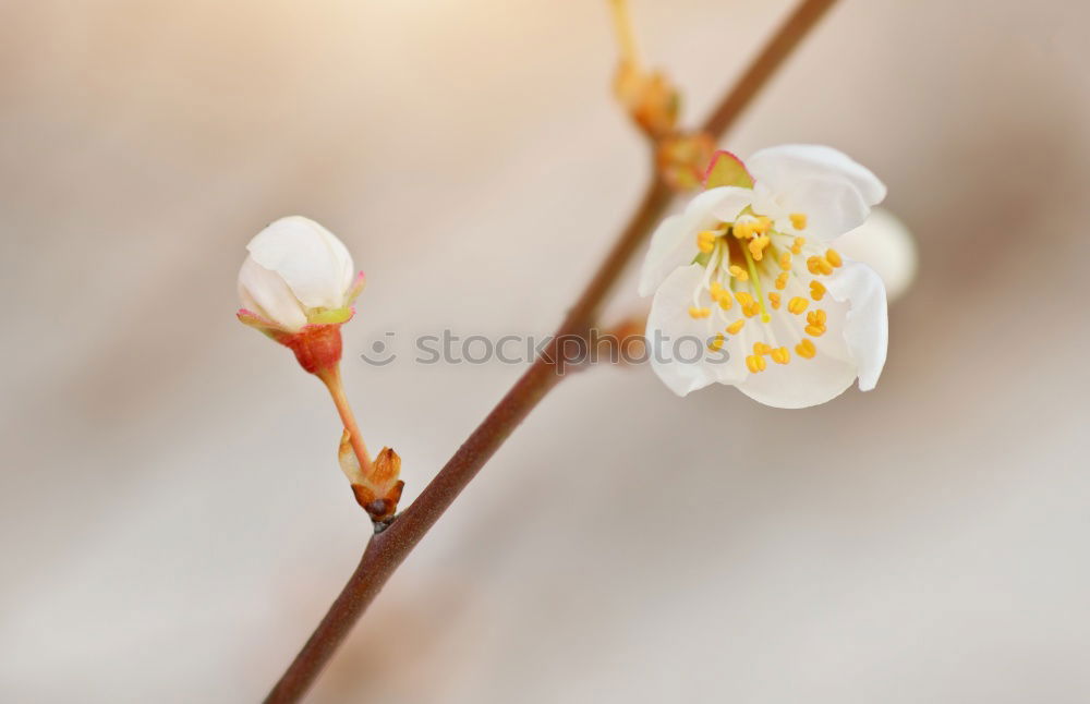 Similar – Image, Stock Photo Spring I Nature Plant