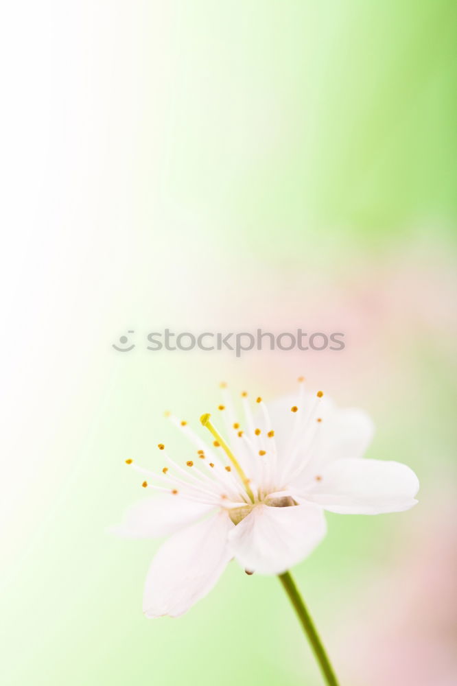 Similar – blossom dream II Plant Sky