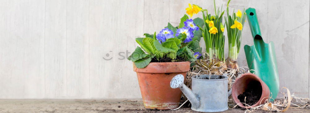 Similar – Flowers in the basket on hanger on a wall