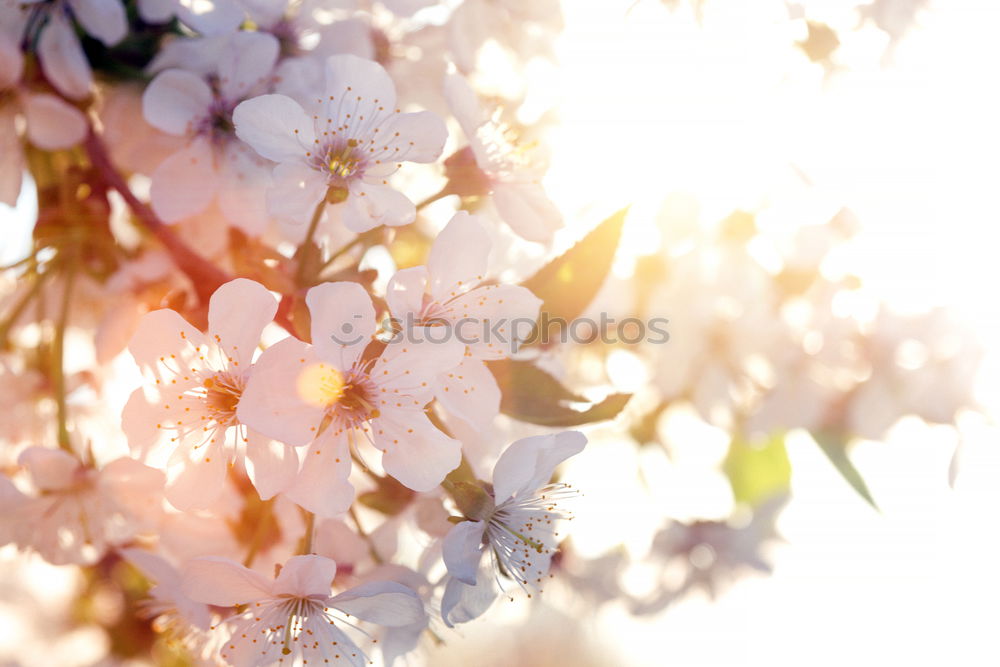 Similar – spring lights blossoms Sun