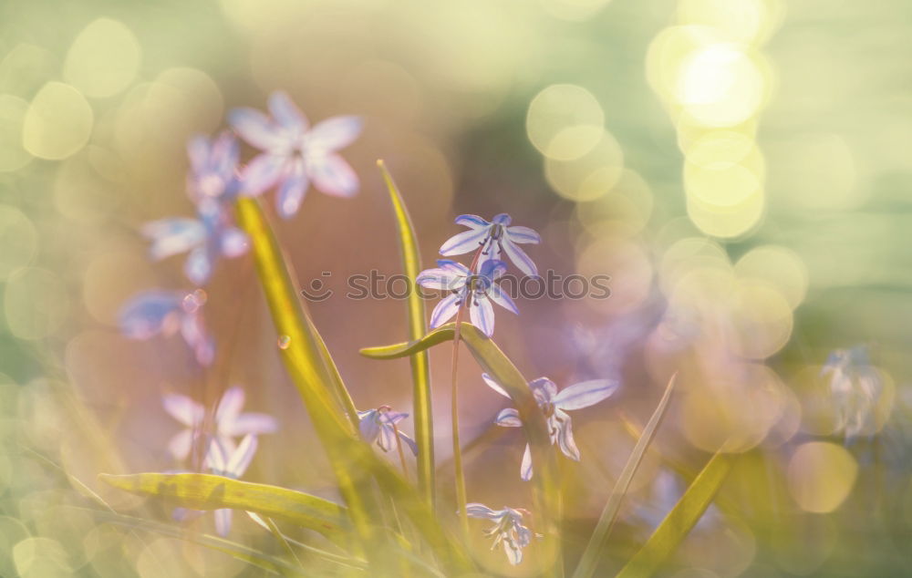 Image, Stock Photo Lavender Dream Environment