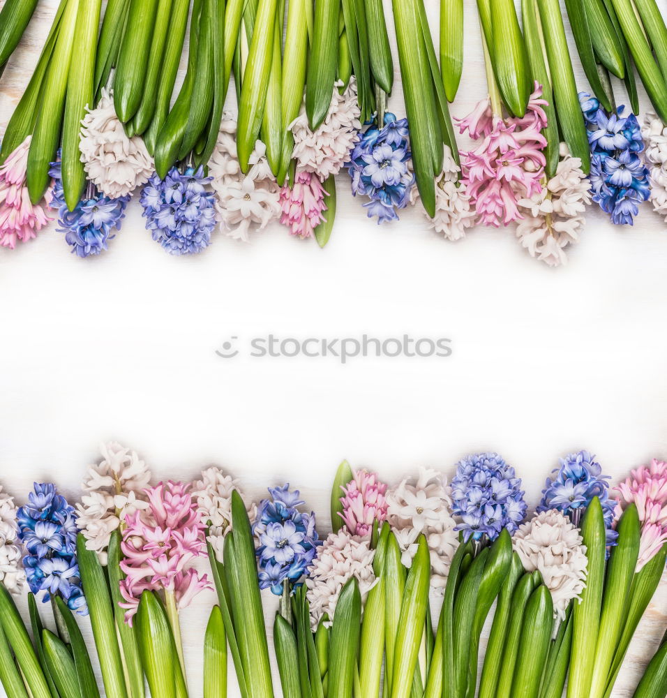Similar – Image, Stock Photo Spring flowers background with hyacinths on white wood