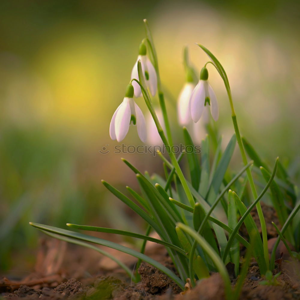 Similar – Frühling… Umwelt Natur