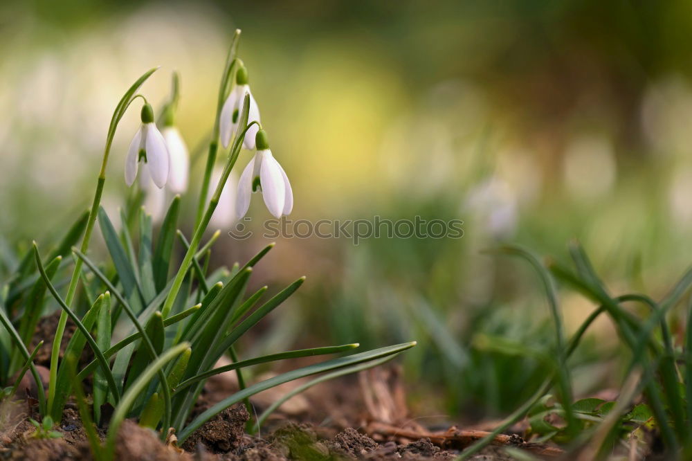 Similar – Image, Stock Photo spring Plant Spring