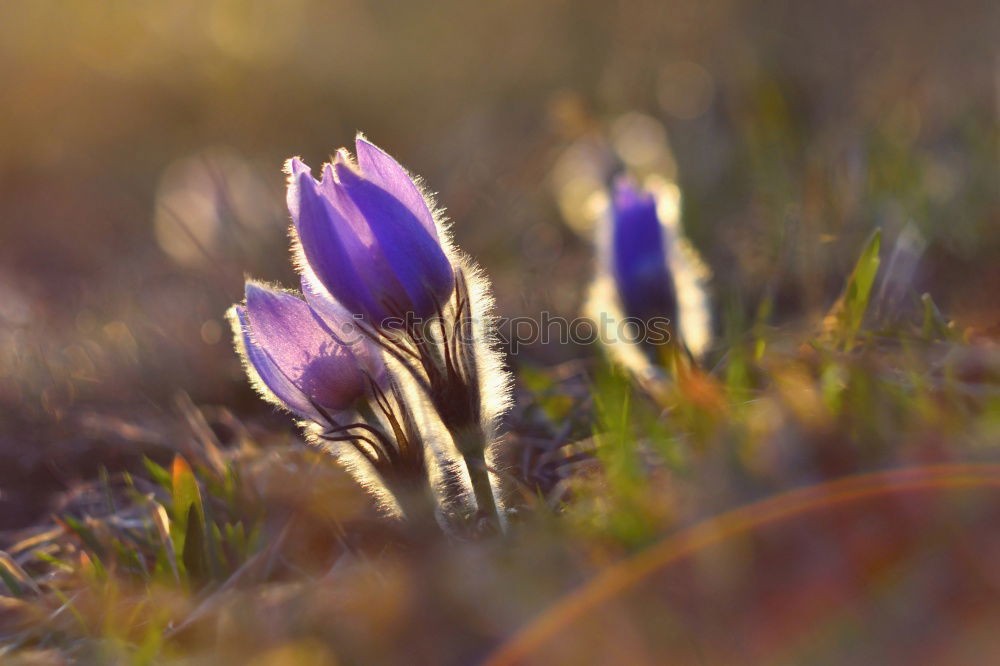 Similar – Couples on the meadow