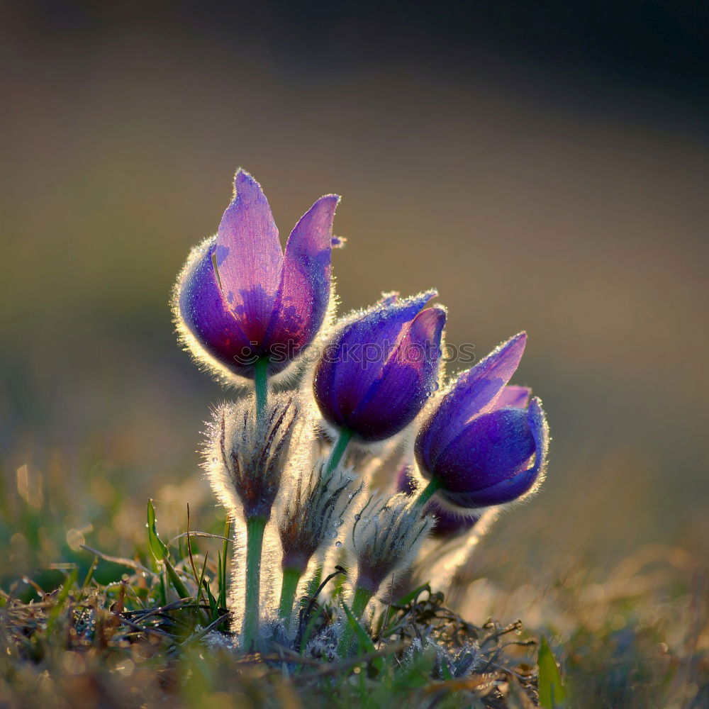 Similar – Longing for the sun crocus