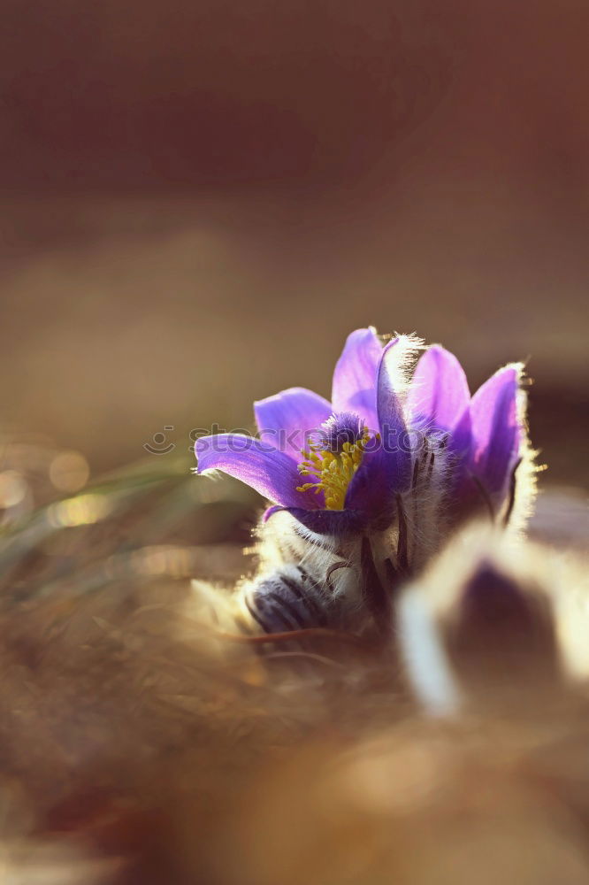 Similar – shadow parker Flower Plant