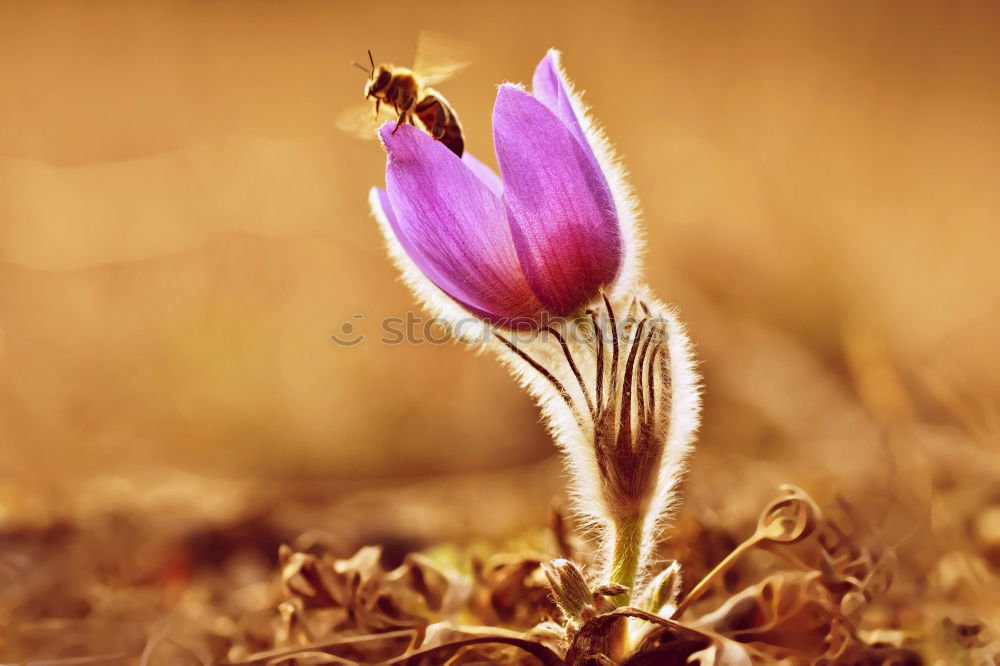 Similar – Crocus