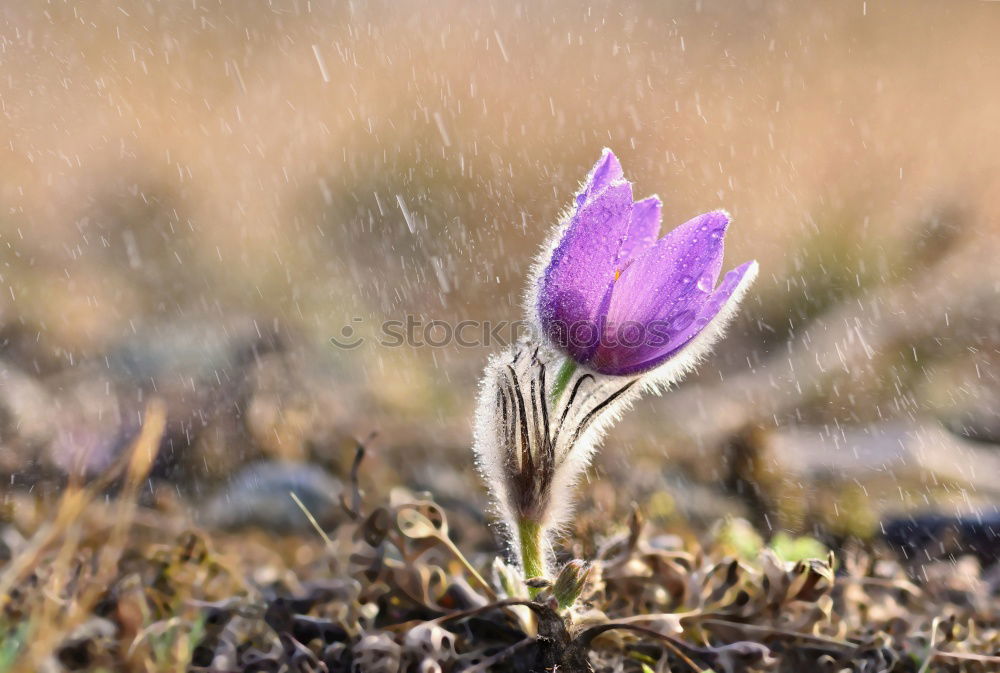 Similar – Image, Stock Photo bloom IV Plant Spring