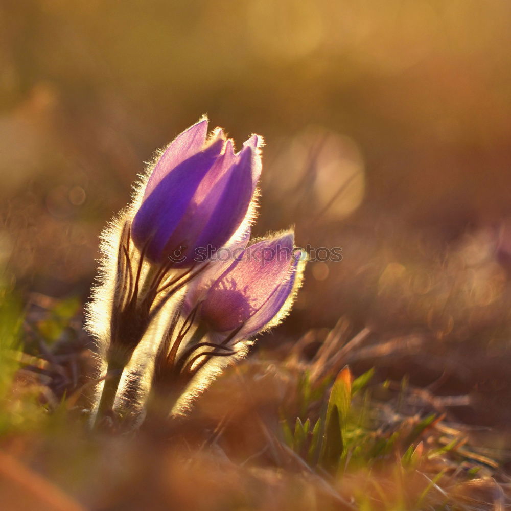 Similar – Crocus