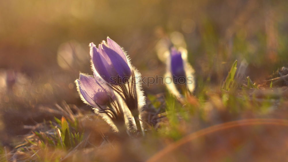 Similar – Image, Stock Photo Hello Spring Environment