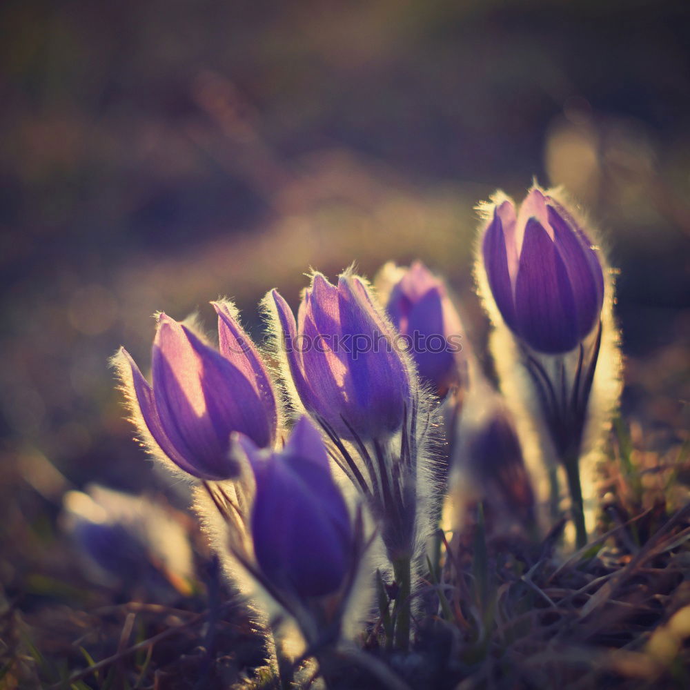 Similar – crocuses Environment