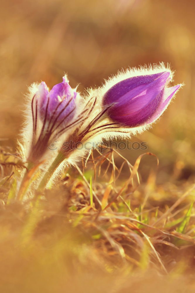 Similar – Crocus