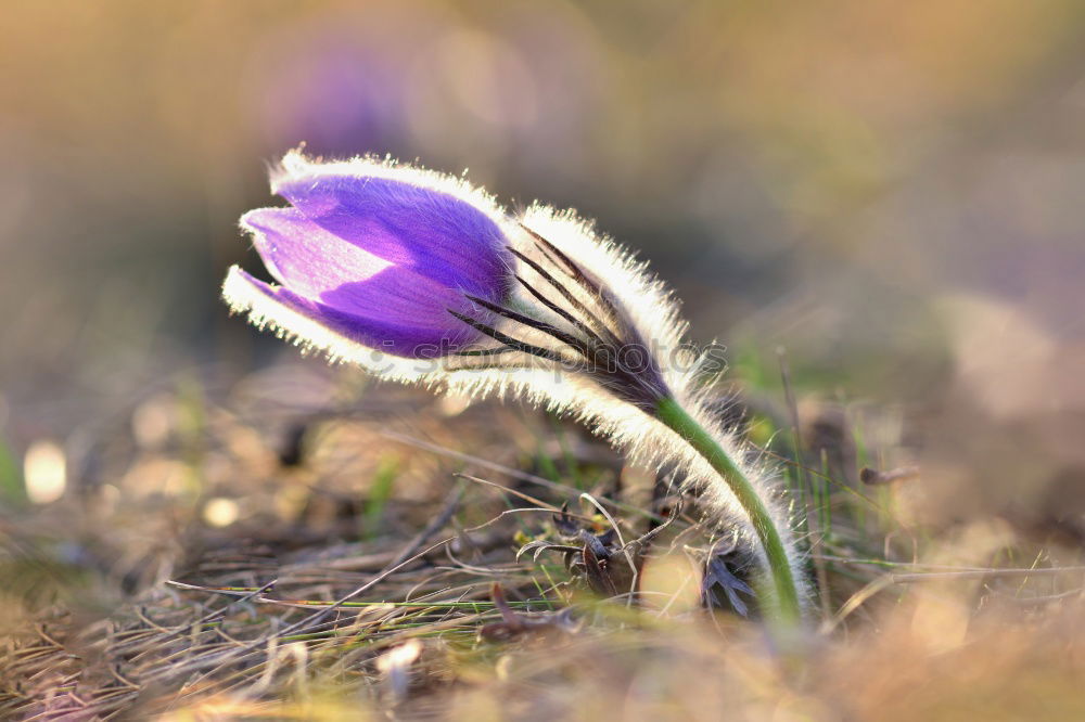 Similar – cornflower blue Cornflower