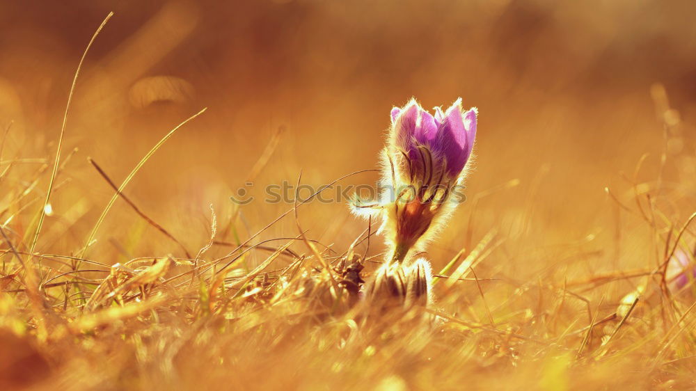 Similar – purple_summer Flower Blur